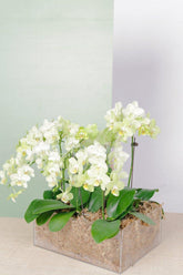 Vivi by Flossom Hera Acrylic Gift Box (Large Orchids) | The Nest Attachment Parenting Hub